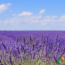 Tranh dán tường Hàn Quốc 3d khổ lớn tại Hà Nội NA - 310